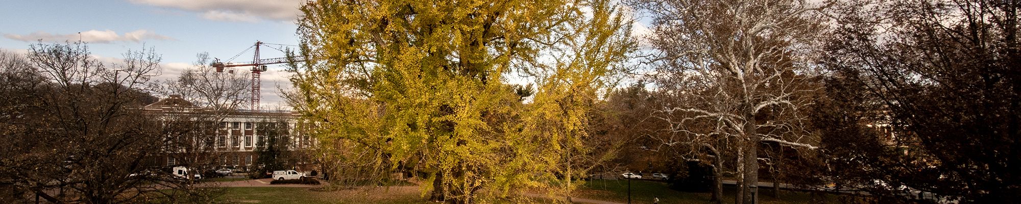 Large tree in sunshine