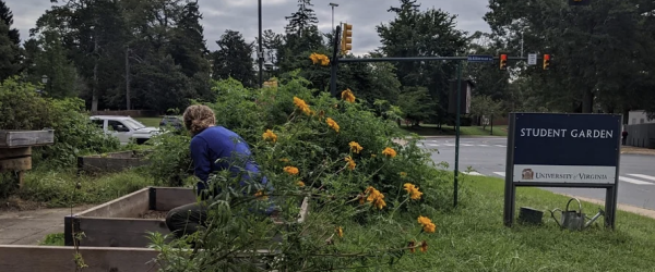 UVA Student Garden